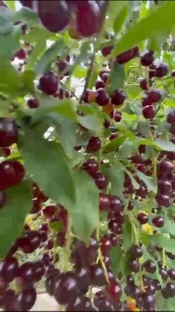 На Малой Родине, Башкирия… смотреть онлайн