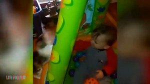 Животные приколы и не только😅