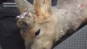 Косулю отбили от стаи бездомных собак в Красноярском крае