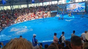 Дельфинарий,  Сочи Парк .