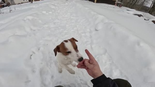 Выпустил страуса и началось ... ХУТОР В ЛЕСУ №975