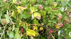 4 мая 25 года постановка 2  корпуса