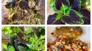 Первый раз его пробую! Колеусы и другие!