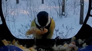 Вечерние птички