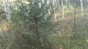 Добыт трофейный заяц.