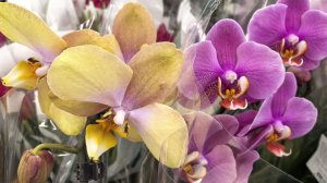 Орхидеи в Ленте, микс. Неожиданно | И это уценка 🤦♀️ потом же выкинут