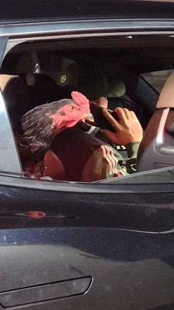 Кенты на заднем сидении 😂