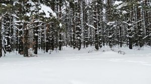 Зимние пейзажи при снегопаде 12.02.26