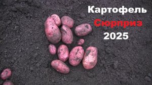 Картофель Сюрприз 2025
