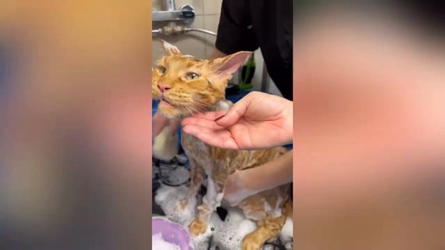 Экспресс линька мейн-кун