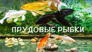 Прудовые  РЫБКИ  в  АКВАРИУМЕ