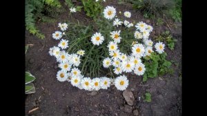 Предрассветное небо, малиновый фон - песня