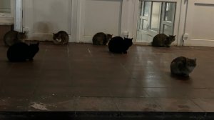 Смешные коты