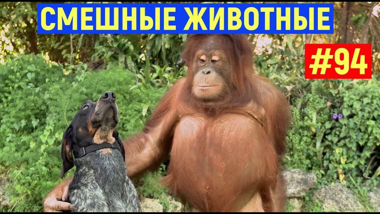 Смешные животные/ Смешные коты/ Собаки / Приколы с животными 94.