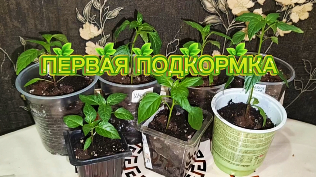 Первая подкормка рассады перцев. смотреть онлайн