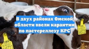 В двух районах Омской области ввели карантин по пастереллезу КРС