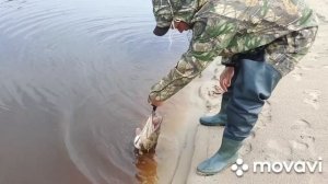 Рыбалка на спиннинг , Щучий жор .Крокодилы Ямала