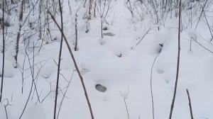 16.01.26  Очередная проверка капканов