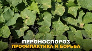 НАРОДНАЯ МУДРОСТЬ ПРОТИВ ПЕРОНОСПОРОЗА. Народные средства и современные методы от пероноспороза.