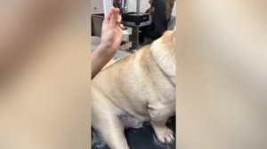 Экспресс линька мопс