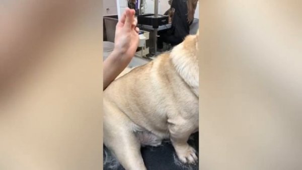 Экспресс линька мопс