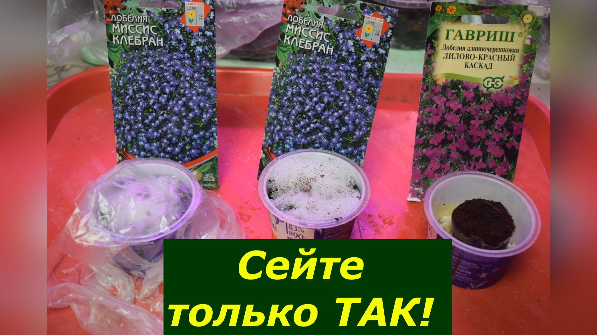 Лобелия без хлопот! Самый простой способ посева. смотреть онлайн