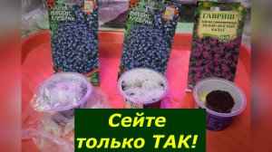 Лобелия без хлопот! Самый простой способ посева.