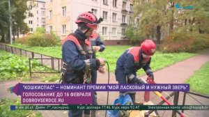 «Кошкиспас» - номинации премии «Мой ласковый и нужный зверь»