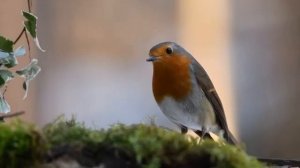 18 Обсуждение_урока_№_7__Похоти_и_небесное_гражданство_