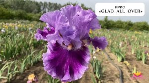 ИРИС "GLAD ALL OVER"/Сад Ворошиловой