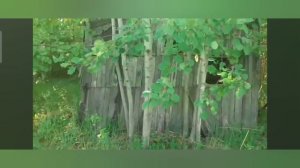 Жизнь после инсульта.Нарезка воспоминаний.