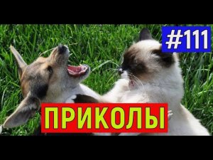 ПРИКОЛЫ С ЖИВОТНЫМИ / Смешные коты / Собаки / Смешные животные #111