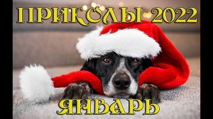 ЛУЧШИЕ ПРИКОЛЫ ЯНВАРЬ 2022|10 МИНУТ СМЕХА ДО СЛЕЗ| tik tok |тик ток| инстаграм| Лучшие приколы 2022