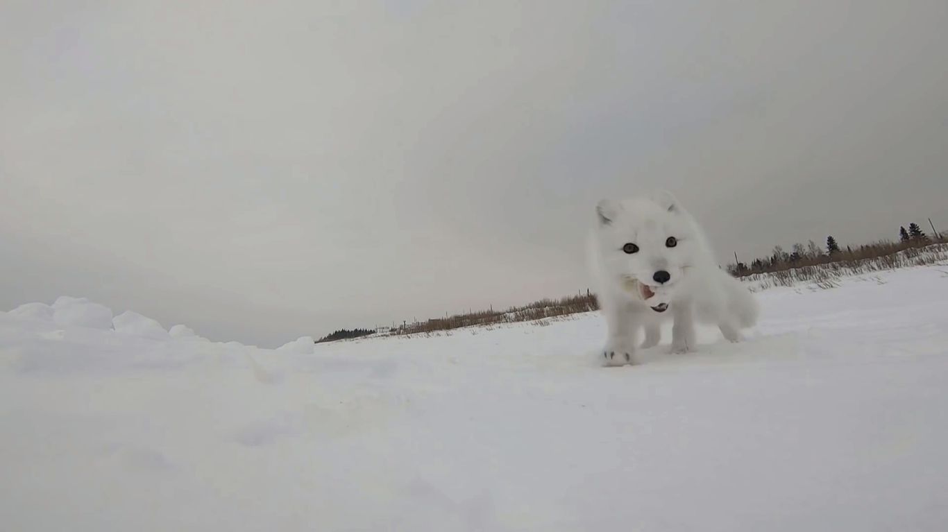 Рыбалка по быстрому. Проверка перемётов на реке. смотреть онлайн