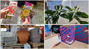 Сею петунию. Грунты и бытовые товары в Доброцене. Клеродендрум набирает бутоны