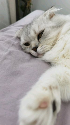 кошка на фотке не моя но я тута