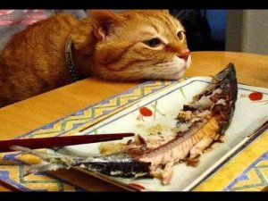 Смешные животные/ Смешные коты/ Собаки / Приколы с животными 98.