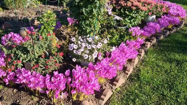 Безвременник(Колхикум) красивый осенний многолетник!🌸💕 смотреть онлайн