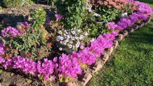 Безвременник(Колхикум) красивый осенний многолетник!🌸💕