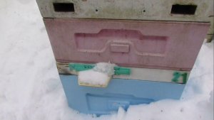 февраль, отводок где пчелы не захотели наращивать пчел в зиму, пока жив , 12.02.2026