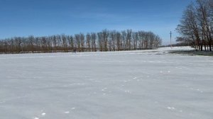 Озимая пшеница Алексеич/ пар