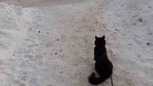 Мишка на прогулке.