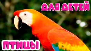 Развиваюий Мультфильм про птиц для малышей - Учим виды птиц - Развивающий мультик для детей