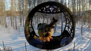 Новый ракурс. Прежние Птицы