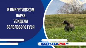 В Имеретинском парке увидели белолобого гуся