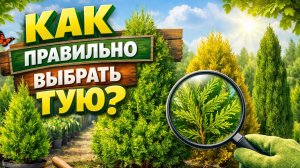 Выбираем правильно тую смарагд