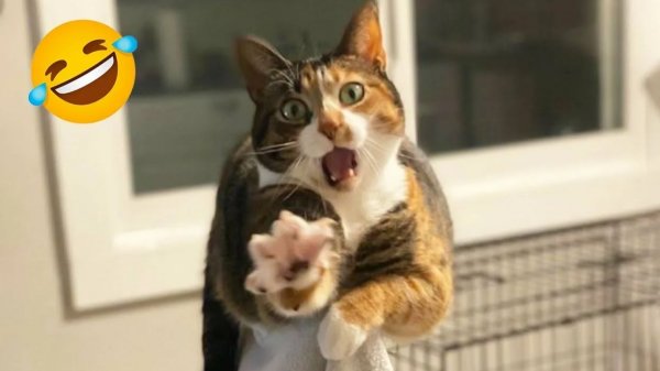 СМЕШНЫЕ КОТЫ 2026 ЛУЧШИЕ ПРИКОЛЫ С КОТАМИ, КОШКИ, ЖИВОТНЫЕ, СМЕШНОЕ ВИДЕО