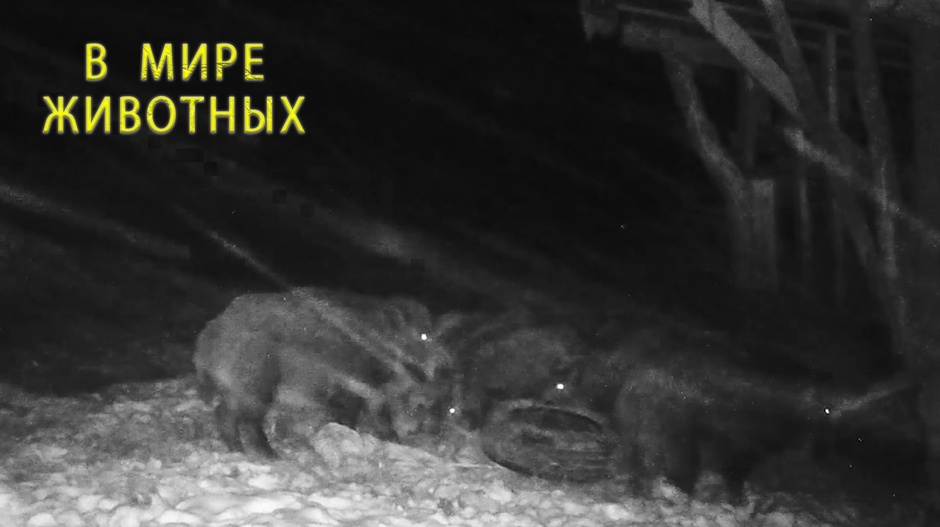 Новый день — старые друзья: кабаны опять на кормушке смотреть онлайн