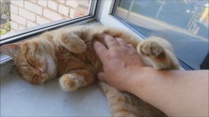 Котя на окне