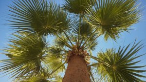 «Под пальмой». Тропическая атмосфера и морской бриз — звуки природы для сна и отдыха.